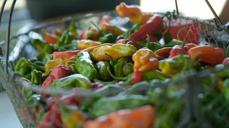Video thumbnail: A Chef's Life Picking Peppers