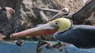 Preview of Spy in the Wild 2 - Episode Two: The North