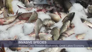 Asian Carp Battle Gets $226M Federal Boost