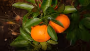 Homegrown Citrus, Summer Vegetables