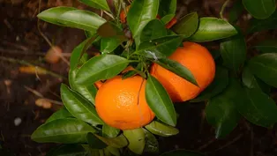 Homegrown Citrus, Summer Vegetables