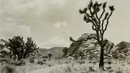 Joshua Tree Exists Because of Minerva Hamilton Hoyt