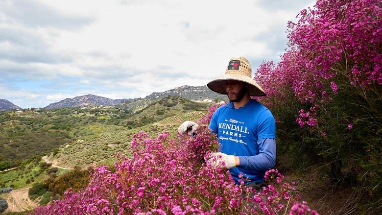 J Schwanke’s Life In Bloom Image