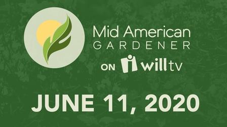 Video thumbnail: Mid-American Gardener June 11, 2020 - Mid-American Gardener