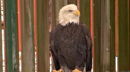 Video thumbnail: NJ Spotlight News Bald eagle population continues to rise in NJ