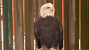 Bald eagle population continues to rise in NJ