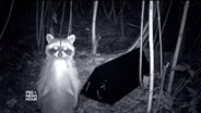 How animal cameras are capturing Seattle’s wild side