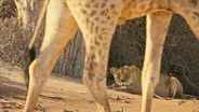 Young Lioness Learns to Hunt Giraffes