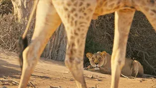 Young Lioness Learns to Hunt Giraffes