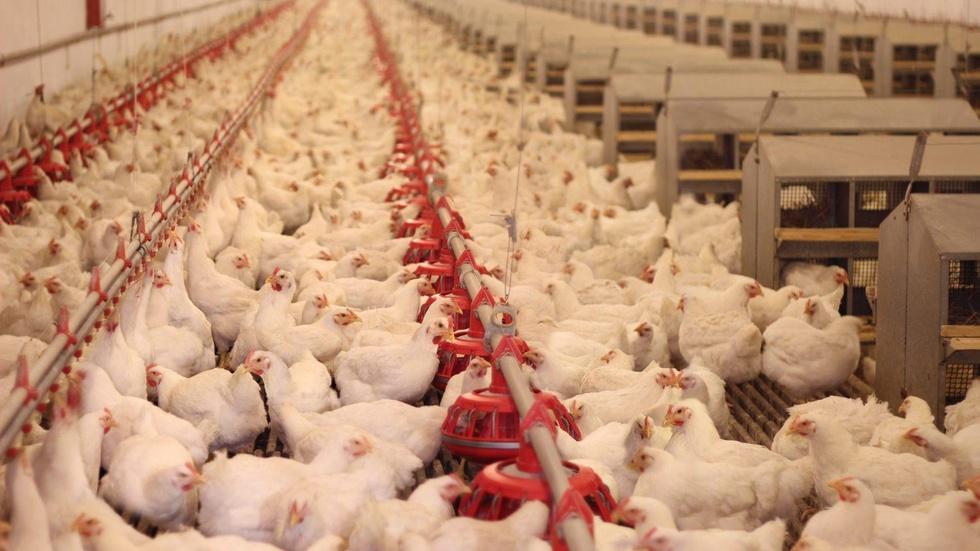 Why this chicken producer gave up antibiotics image
