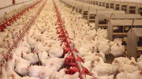 Video thumbnail: PBS NewsHour Why this chicken producer gave up antibiotics
