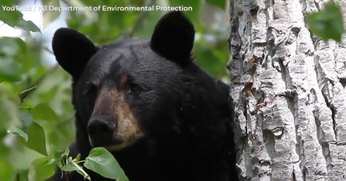 N.J. bear hunt ends with 7% of state's harvest goal met - New