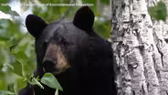 New Jersey’s bear hunt is over