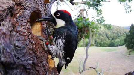 Video thumbnail: Nature Preview of Woodpeckers: The Hole Story