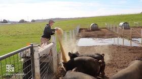 Video thumbnail: PBS NewsHour Meet a teen farmer earning profits from pasture-raised pigs