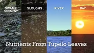How do Tupelo Trees and Crawfish Help Apalachicola Bay?
