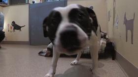 Video thumbnail: Dateline Delta Automotive Program; Animal Shelter Project; Holiday Concert