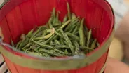 Rattlesnake Beans
