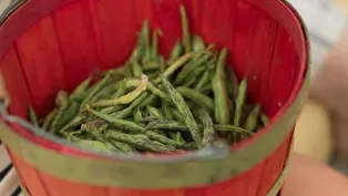 Rattlesnake Beans