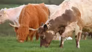 A Farm Goes Wild | WILD HOPE