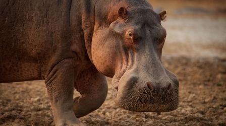 Video thumbnail: Nature Hippo King