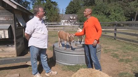 Video thumbnail: The Family Plot Goats & Greenery for Flower Arrangements
