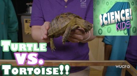 Video thumbnail: Science! KIDS Turtles vs. Tortoises