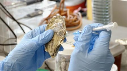 Video thumbnail: Rhode Island PBS Weekly Oysters and Genetics