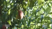 Palisade Peaches preview