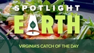 Virginia's Catch of the Day