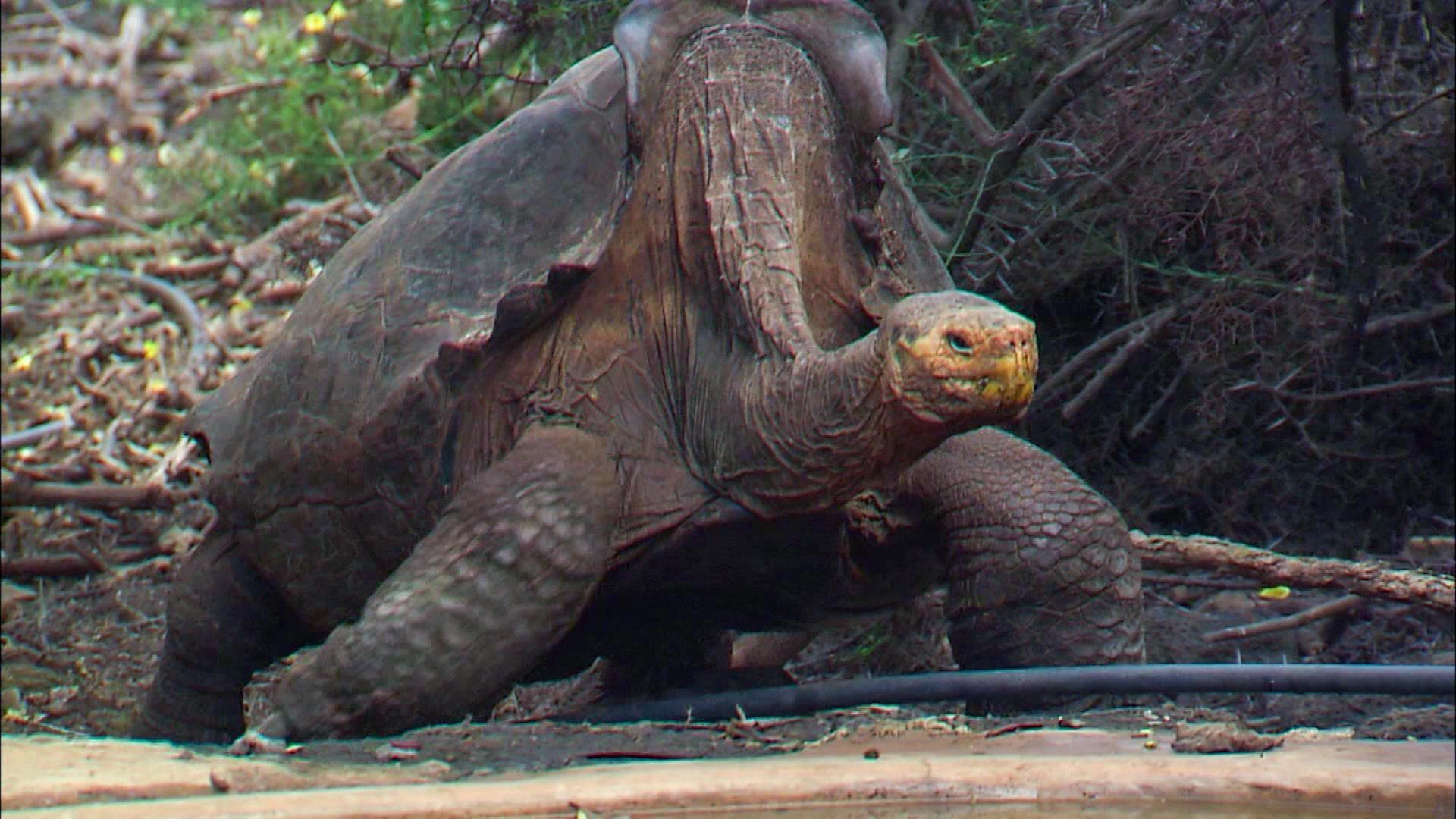 Giants On A Galapagos Island
