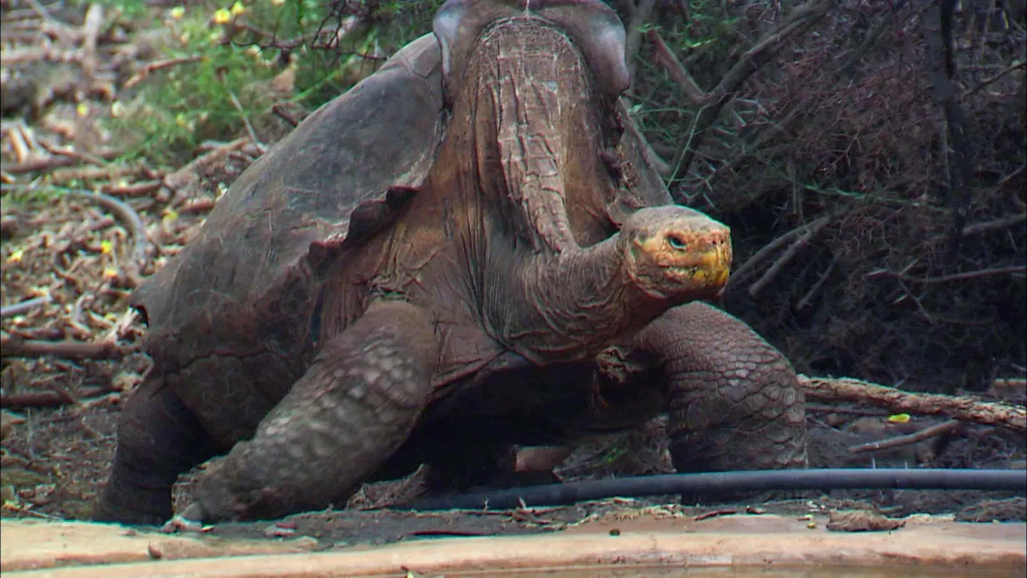 Giants On A Galapagos Island