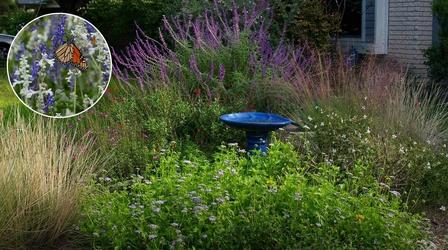 Video thumbnail: Central Texas Gardener Native Plants: Summer Prune