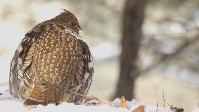 Ruffed Grouse #1, Nature Based Solutions, Sustaining Snapper, Raptor Cam
