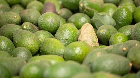 Video thumbnail: Earth Focus Avocado Wars: The Battle Over Water Rights In Chile
