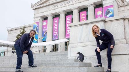 Video thumbnail: Stay Home. Hit Play. Mayor Lightfoot Goes to the Shedd Aquarium