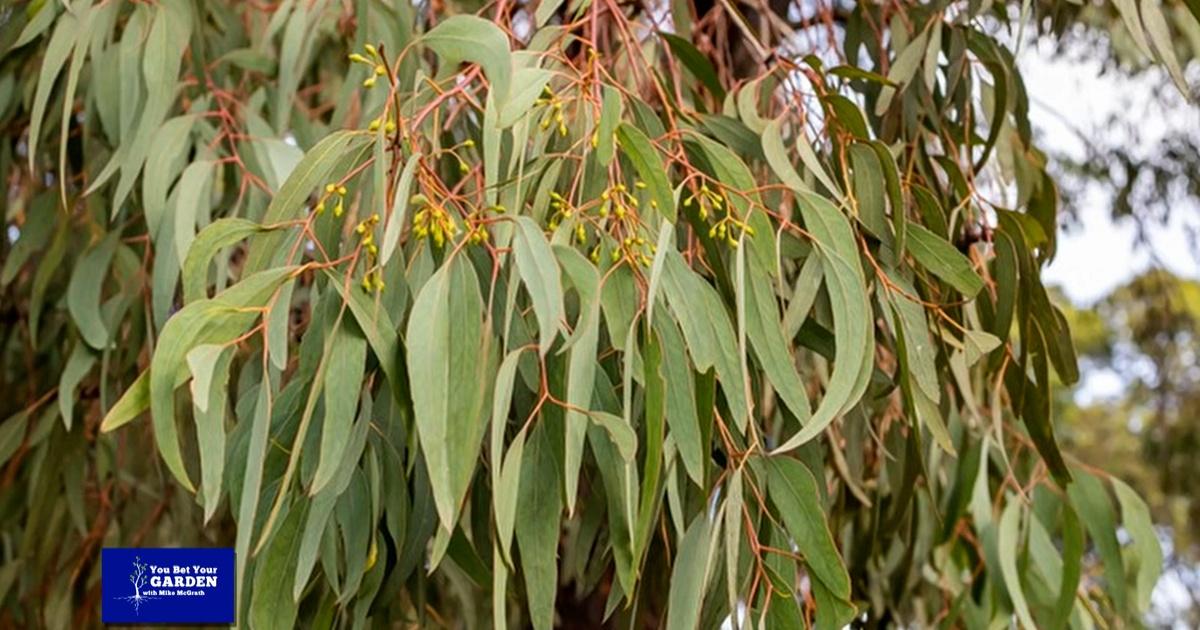 You Bet Your Garden You Bet Your Garden S3 Ep. 6 Composting