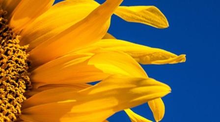 Video thumbnail: Nature The Great Sunflower Project - Spanish