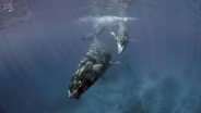 The Witness is a Whale