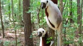 Video thumbnail: KLRN SciTech Now Oct. 31, 2019 | Science of the sleeping lemur