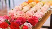 Everything’s Coming Up Roses