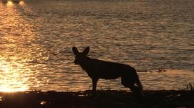 Video thumbnail: CET Community Painted Dogs: Ancient Canid, Modern Conservation