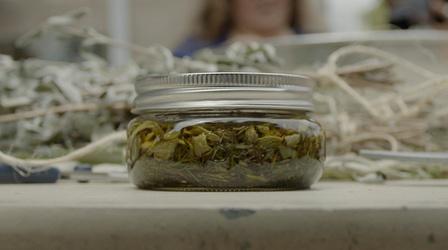Video thumbnail: Tending Nature The Making of Traditional Plant Medicine