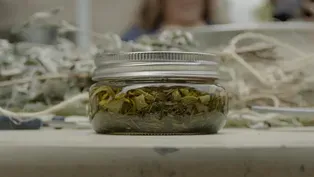 The Making of Traditional Plant Medicine