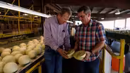 Sweet Cantaloupes