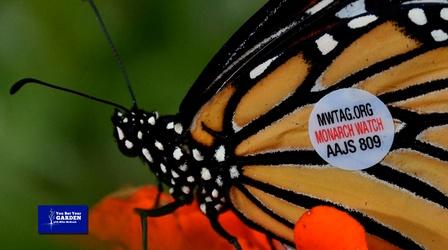 Video thumbnail: You Bet Your Garden You Bet Your Garden S3 Ep.21 Butterfly Plants