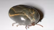 DEADLY TICK SEASON