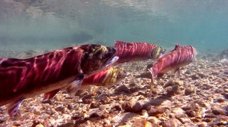 Video thumbnail: Outdoor Idaho Introduction to "Salmon Reckoning"