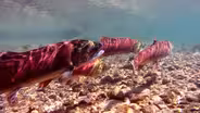 Introduction to "Salmon Reckoning"
