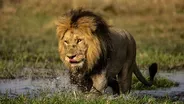Okavango: River of Dreams - Paradise - Preview
